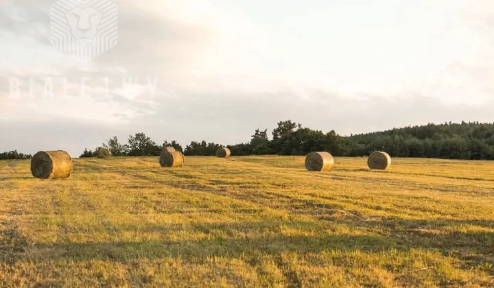 Działka leśna Głosków-Letnisko