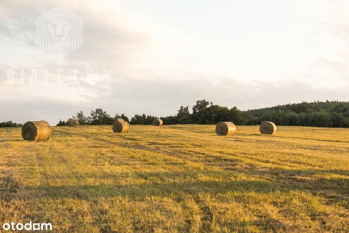 Działka leśna Głosków-Letnisko. Zdjęcie 1