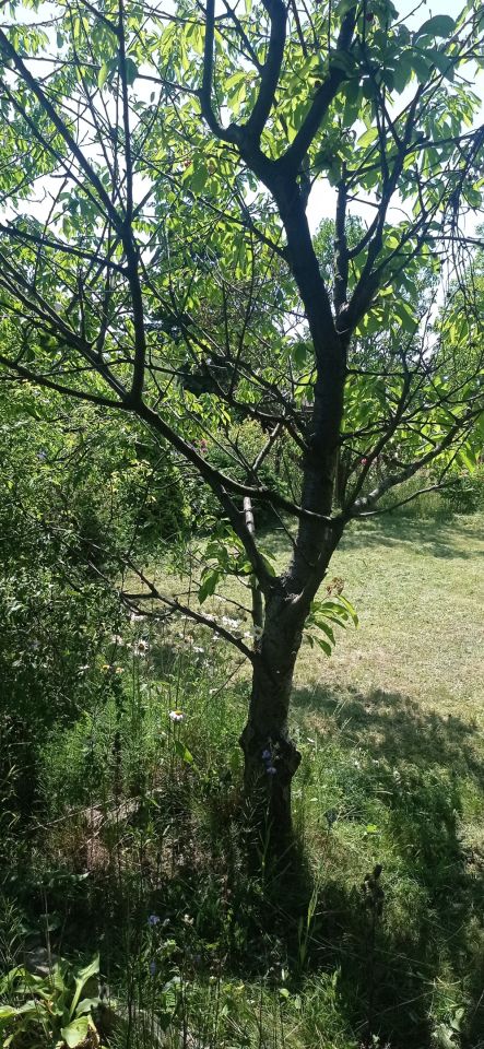 Działka rod Łódź Widzew, ul. Lodowa. Zdjęcie 8