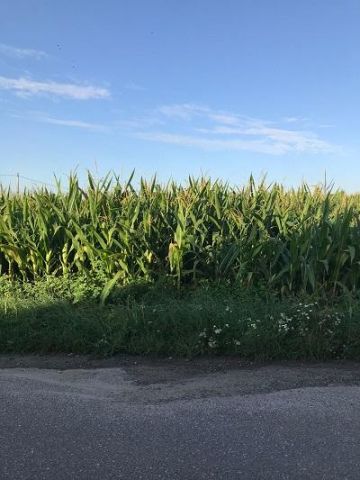 Działka budowlana Dębniałki Kaliskie. Zdjęcie 1