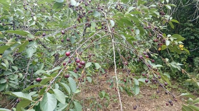 Działka rod Wrocław Zacisze. Zdjęcie 1