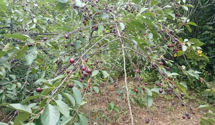 Działka rod Wrocław Zacisze