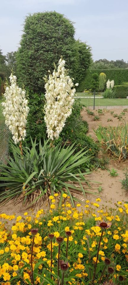 Działka rod Nysa, ul. Jagiellońska. Zdjęcie 3