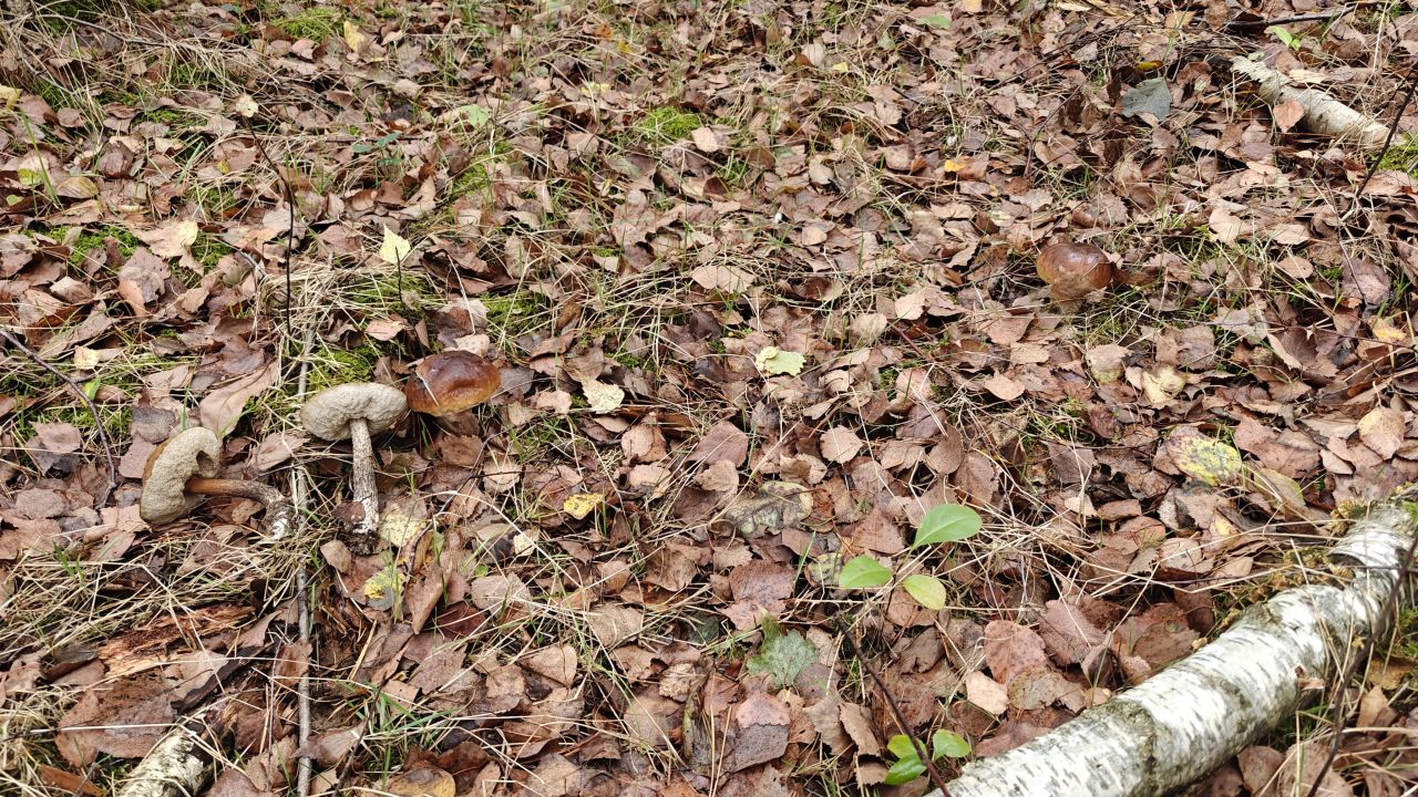 Działka rolno-budowlana Nowe Chrusty, ul. Klonowa. Zdjęcie 4