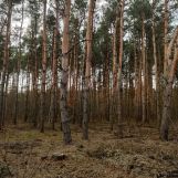 Działka rolna Górki Pierwsze. Zdjęcie 4