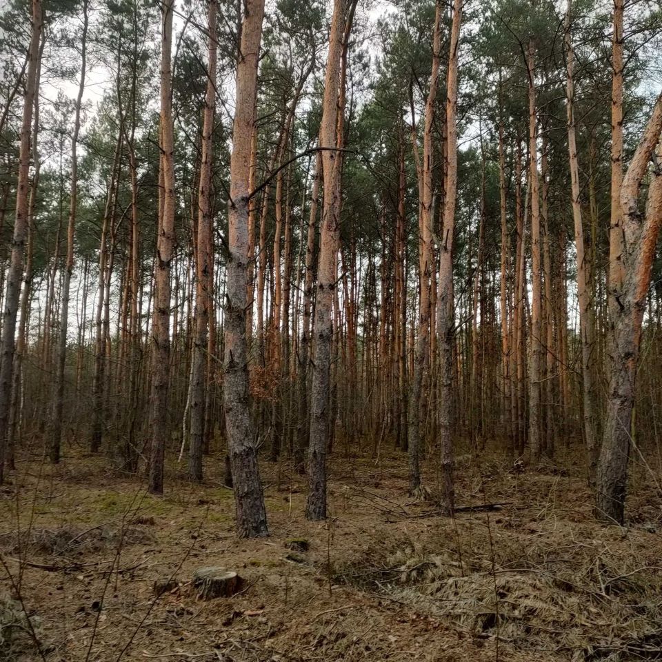 Działka rolna Górki Pierwsze. Zdjęcie 5