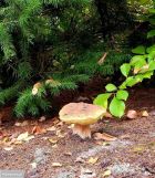 Działka budowlana Matyty. Zdjęcie 4