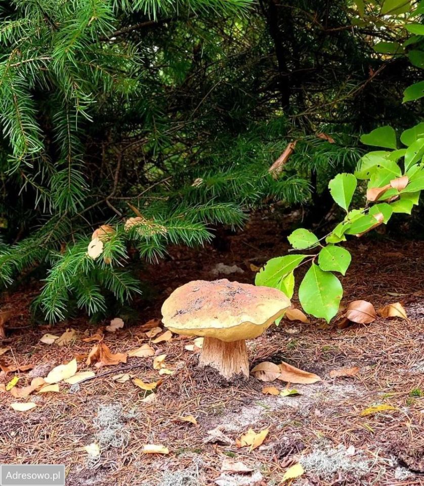 Działka budowlana Matyty. Zdjęcie 5