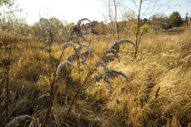 Działka budowlana Czerwonak, ul. Leśna. Zdjęcie 3