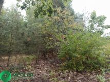 Działka budowlana Zalesie. Zdjęcie 4