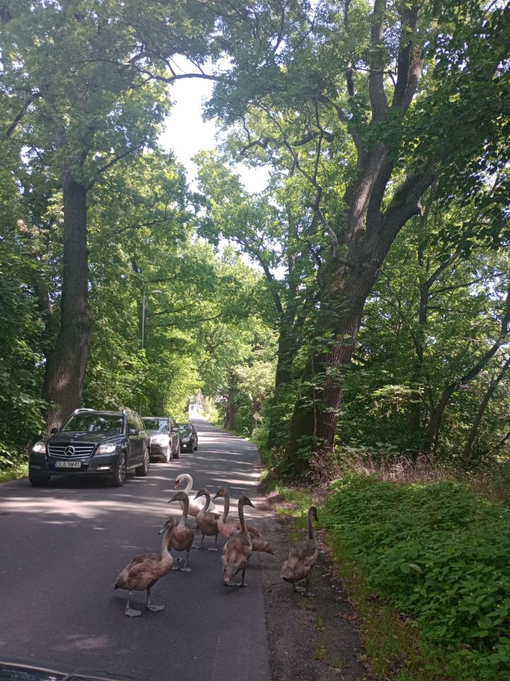 dom wolnostojący, 8 pokoi Radostów Średni, Radostów Średni. Zdjęcie 29