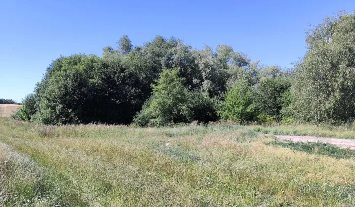 Działka rolna Dzikowo