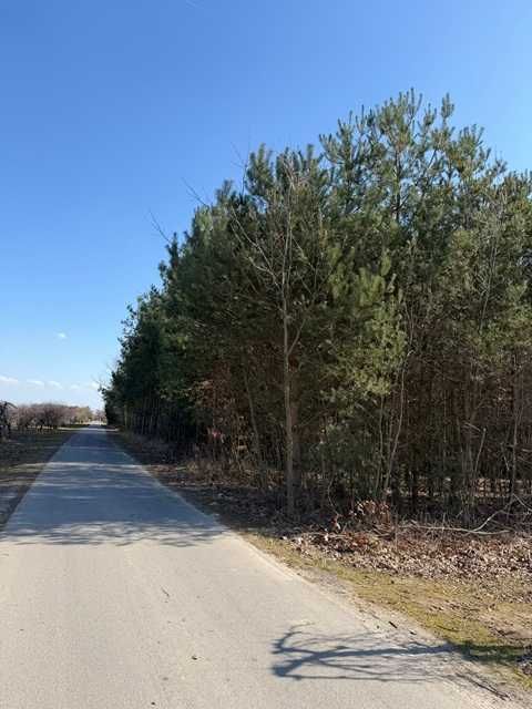 Działka leśna Byszów. Zdjęcie 3