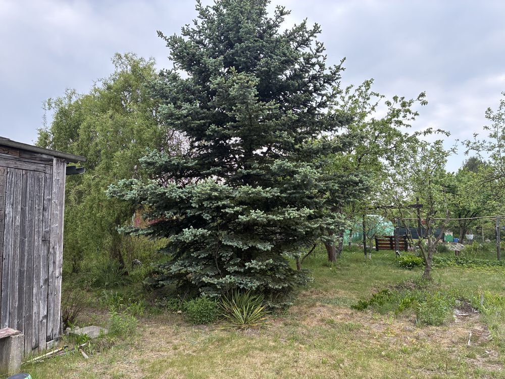 Działka rod Ciechanów. Zdjęcie 6