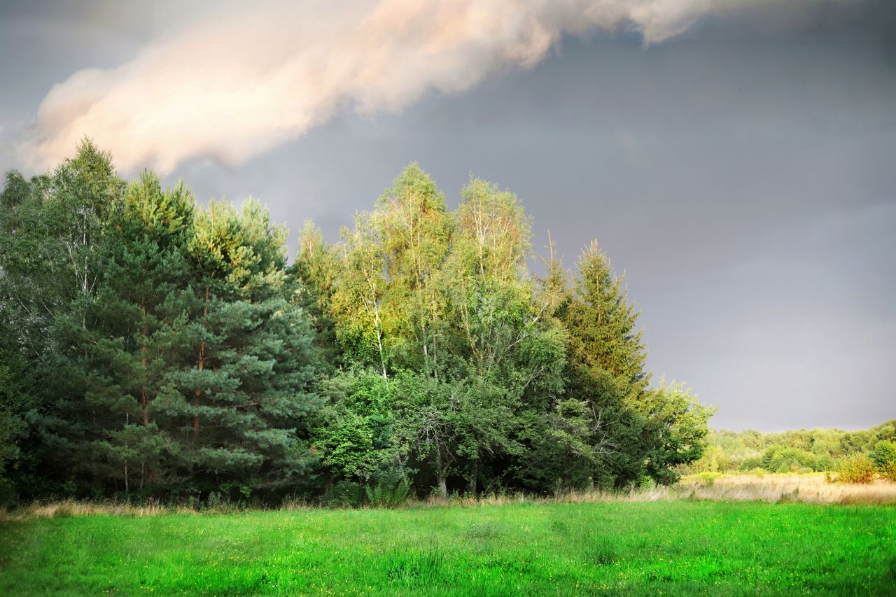 Działka siedliskowa Skuły, ul. Ekologiczna. Zdjęcie 6