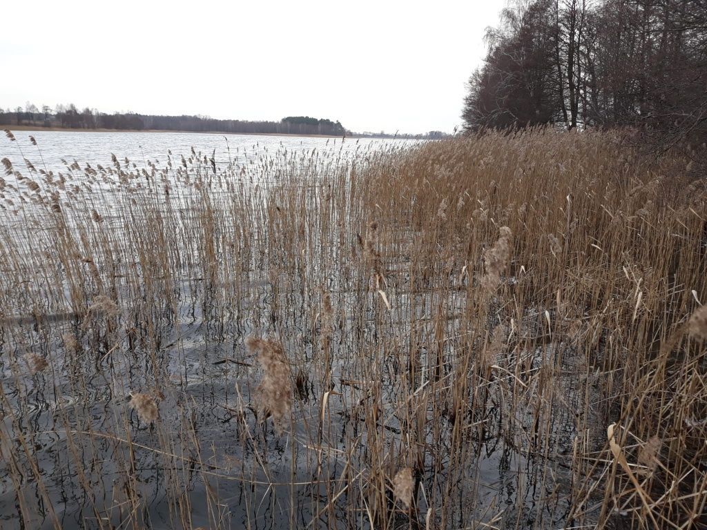 Działka rolno-budowlana Zalesie Królewskie. Zdjęcie 3