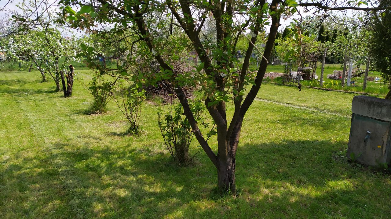 Działka rod Siechnice, ul. Lwowska. Zdjęcie 10