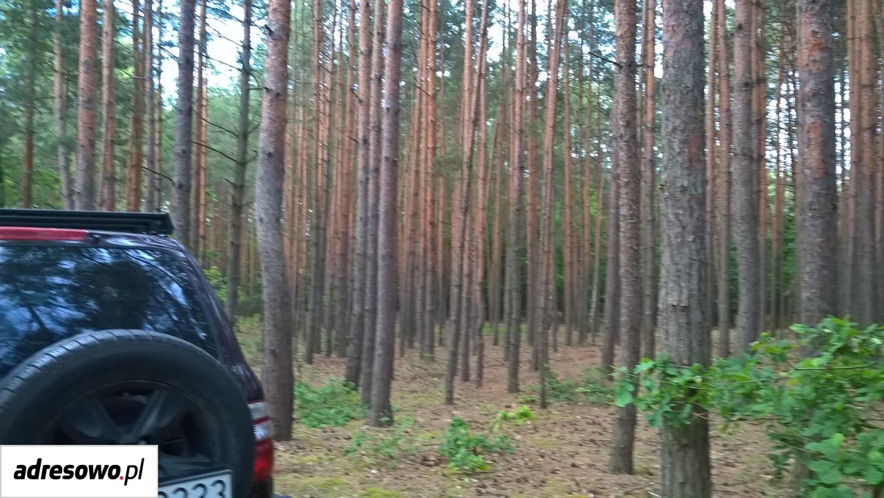 Działka leśna Pojawie. Zdjęcie 2