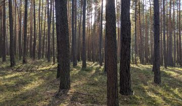Działka leśna Januszewice