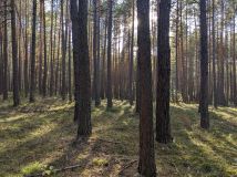 Działka leśna Januszewice