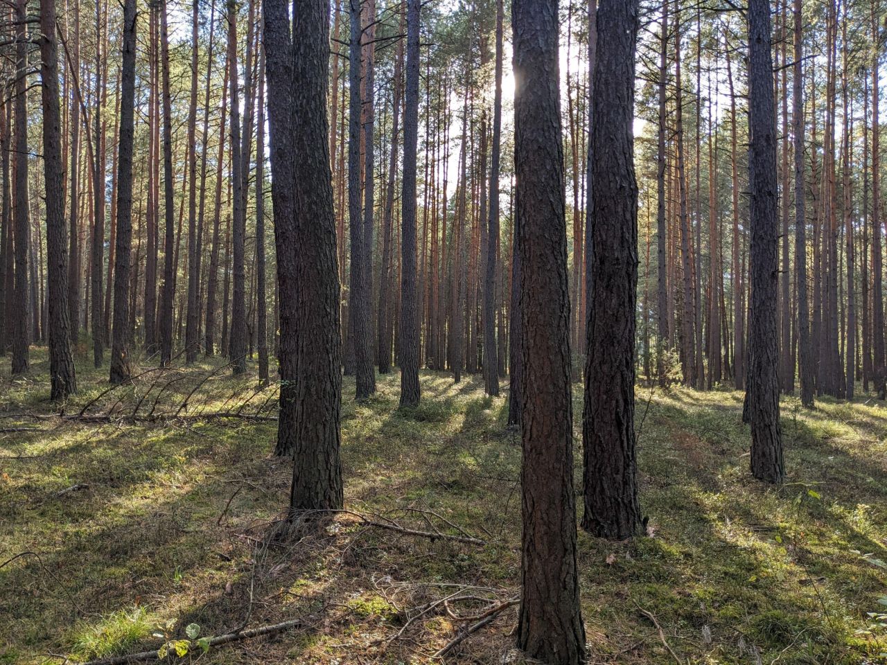 Działka leśna Januszewice