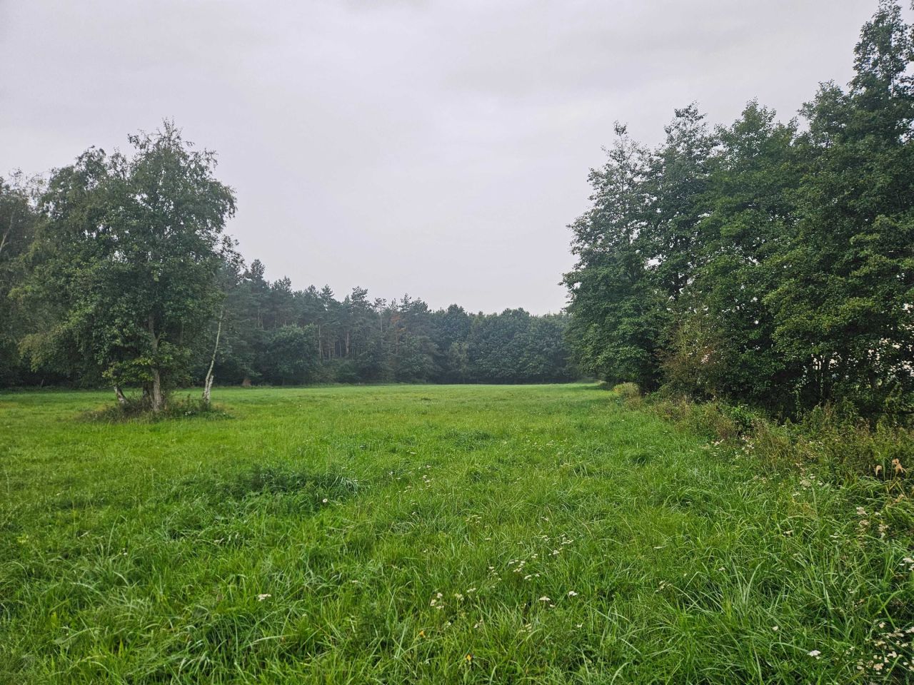 Działka leśna Karniszewo. Zdjęcie 7
