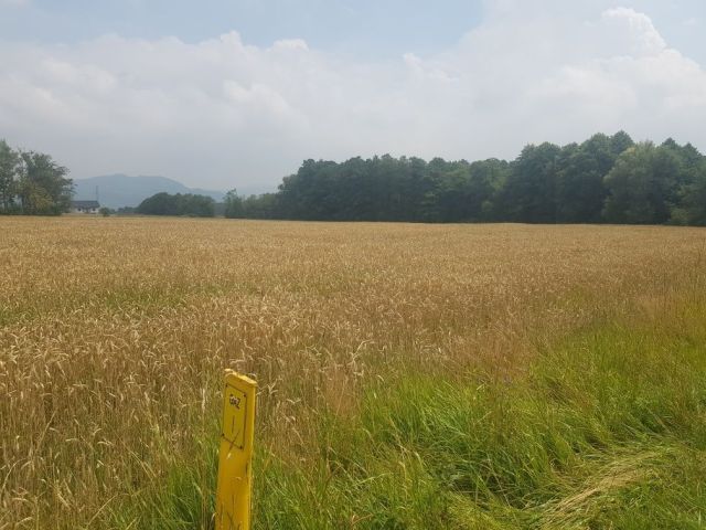 Działka budowlana Radziechowy. Zdjęcie 1