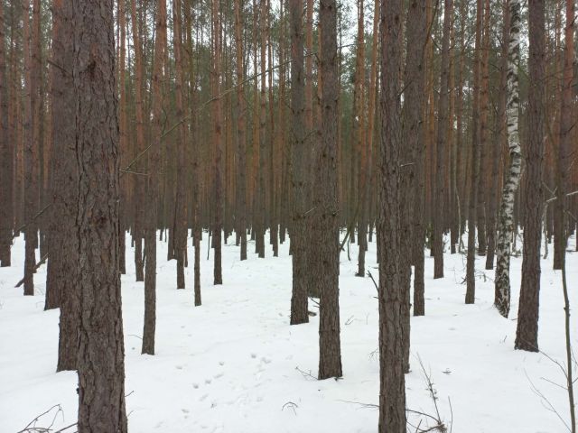 Działka budowlana Otwock Soplicowo, ul. Bernardyńska. Zdjęcie 7