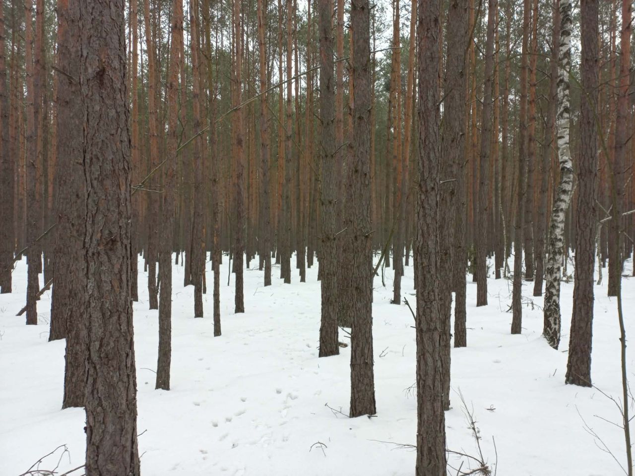 Działka budowlana Otwock Soplicowo, ul. Bernardyńska 32. Zdjęcie 3