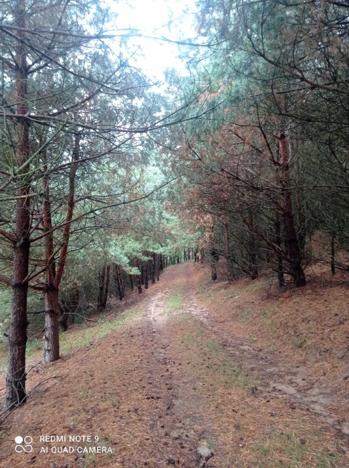 Działka rolno-budowlana Huta-Chojno. Zdjęcie 5