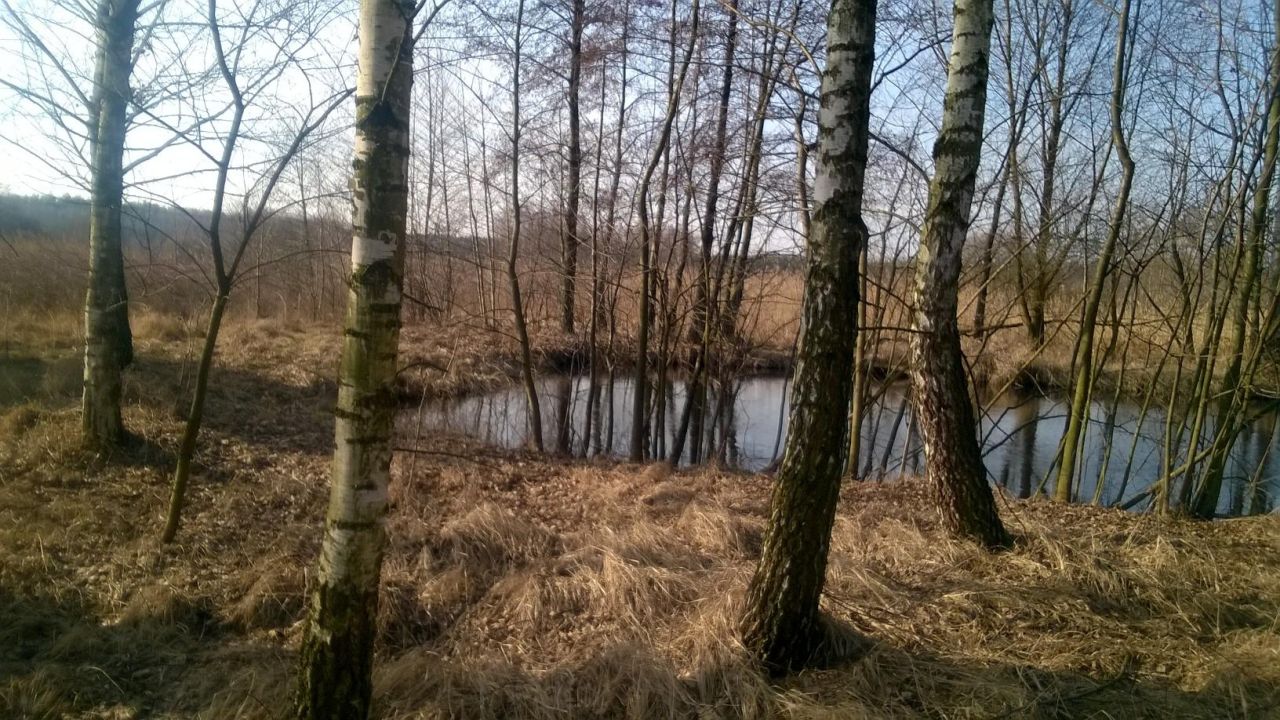 Działka rolna Jedlanka Kępiny. Zdjęcie 8