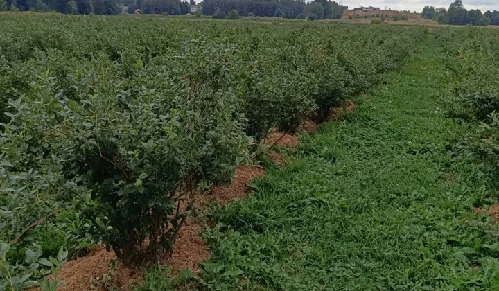 Działka rolna Skrudki