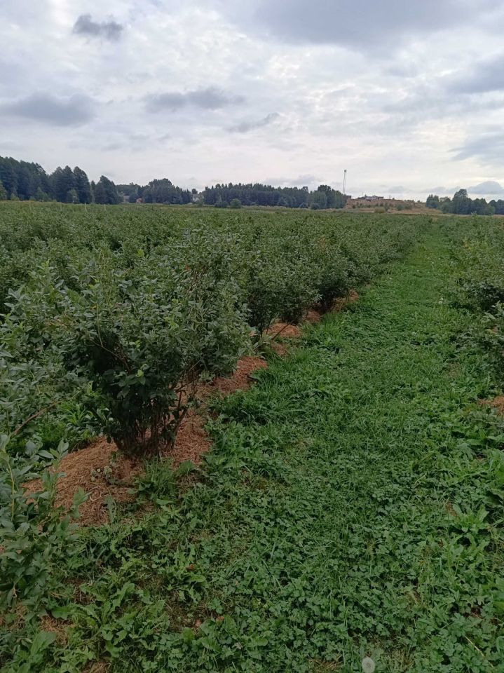 Działka rolna Skrudki