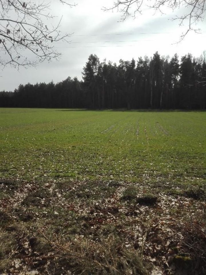 Działka budowlana Boruja. Zdjęcie 2