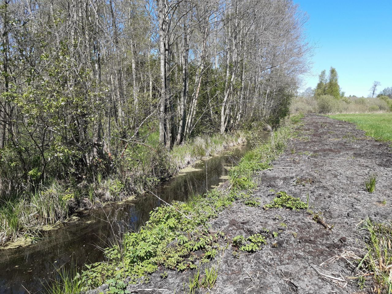 Działka leśna Pomiłowo. Zdjęcie 6