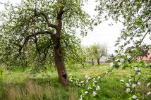 Działka budowlana Zawisze. Zdjęcie 3