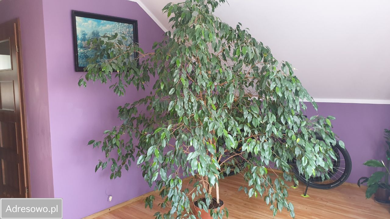 dom wolnostojący, 5 pokoi Wyszyny Kościelne. Zdjęcie 20