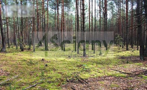 Działka leśna Warszawa Wawer. Zdjęcie 1