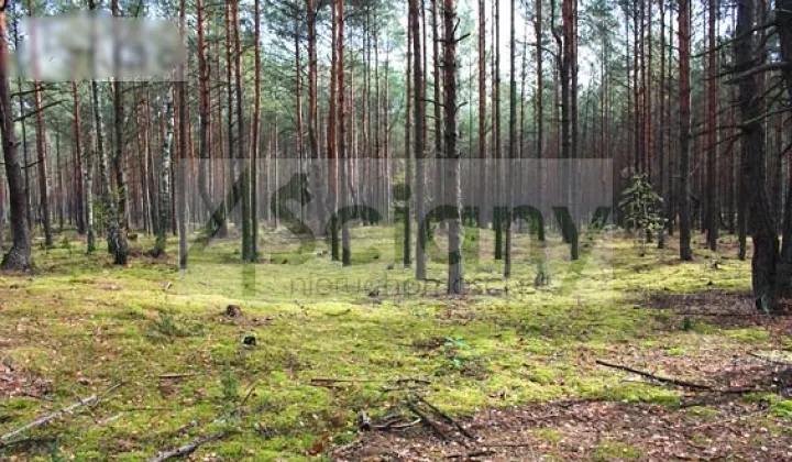 Działka leśna Warszawa Wawer