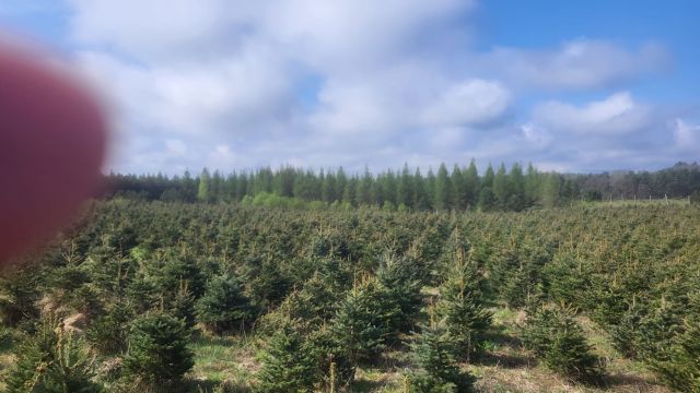 Działka leśna Chocimino. Zdjęcie 1