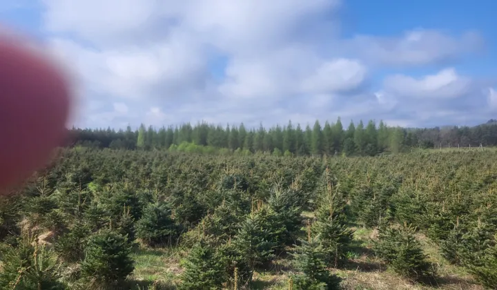 Działka leśna Chocimino