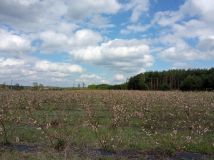 Działka rolna Wyglądały. Zdjęcie 1