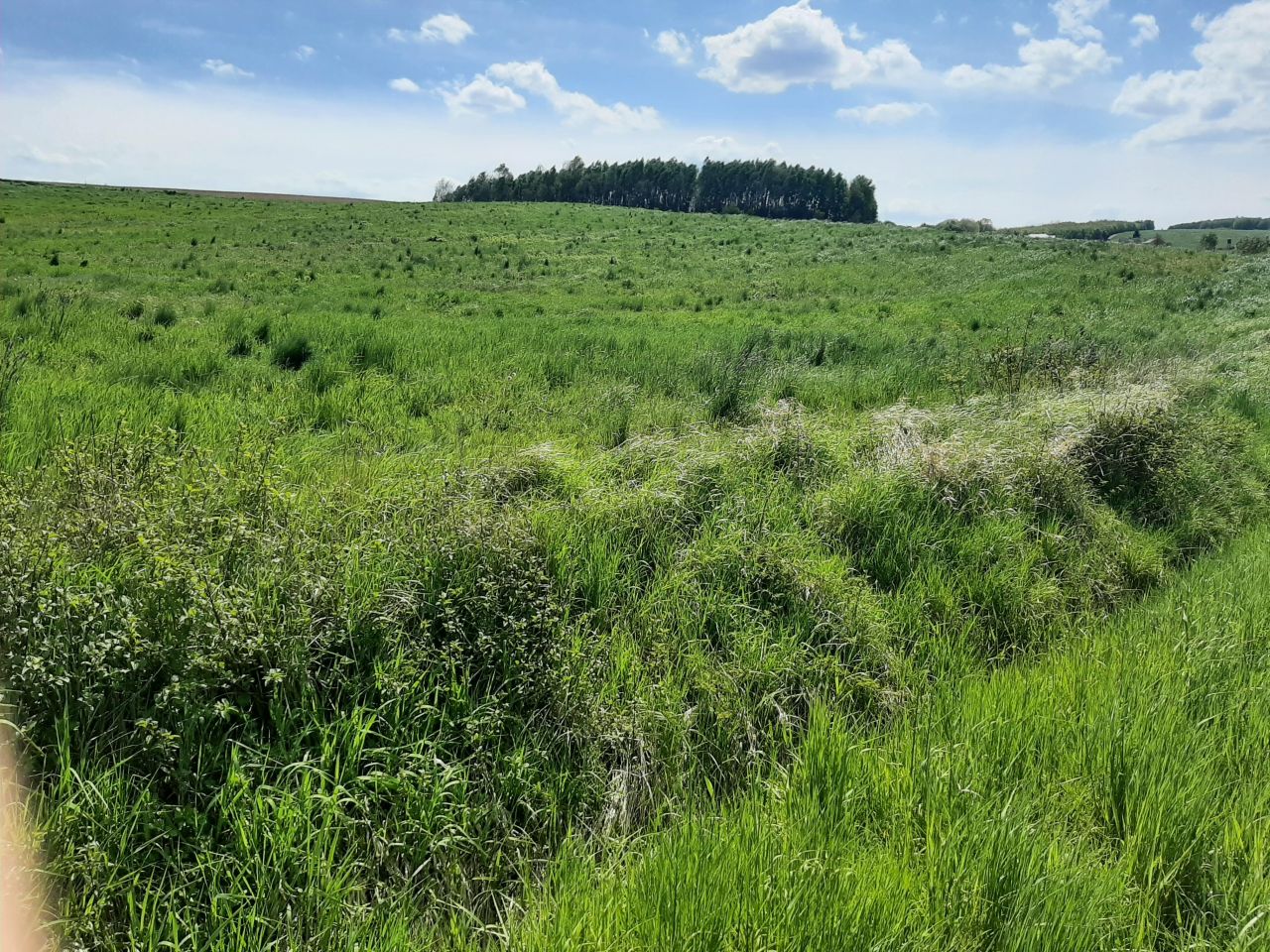 Działka inwestycyjna Nowy Borek. Zdjęcie 2