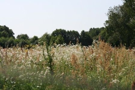 Działka rolno-budowlana Lesznowola, ul. Kolejowa. Zdjęcie 5