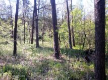 Działka leśna Adamów, ul. Rycerska. Zdjęcie 2