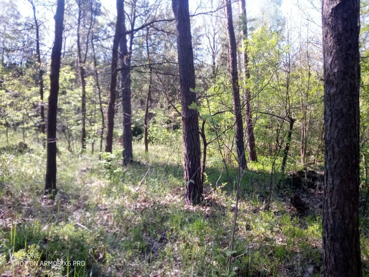 Działka leśna Adamów, ul. Rycerska. Zdjęcie 3