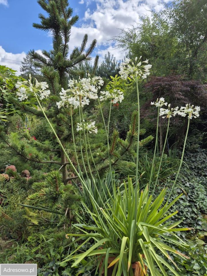dom wolnostojący, 3 pokoje Poćwiardówka. Zdjęcie 12