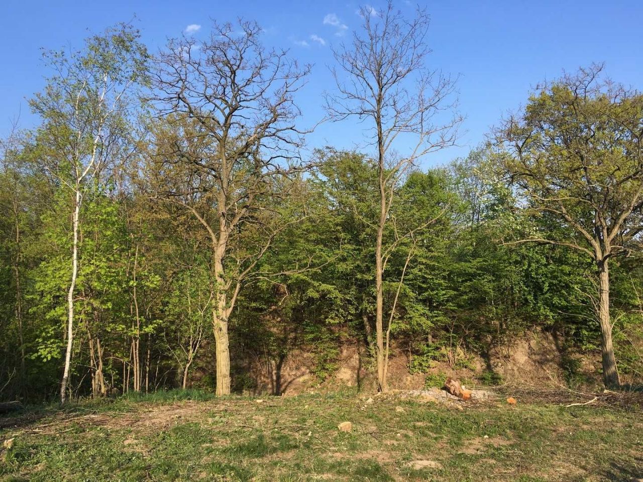 Działka rolno-budowlana Nowogród. Zdjęcie 8