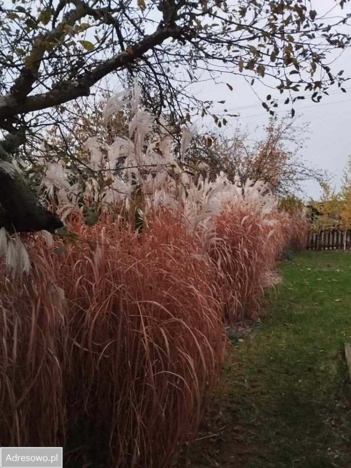 Działka rod Gniezno, ul. Północna. Zdjęcie 3