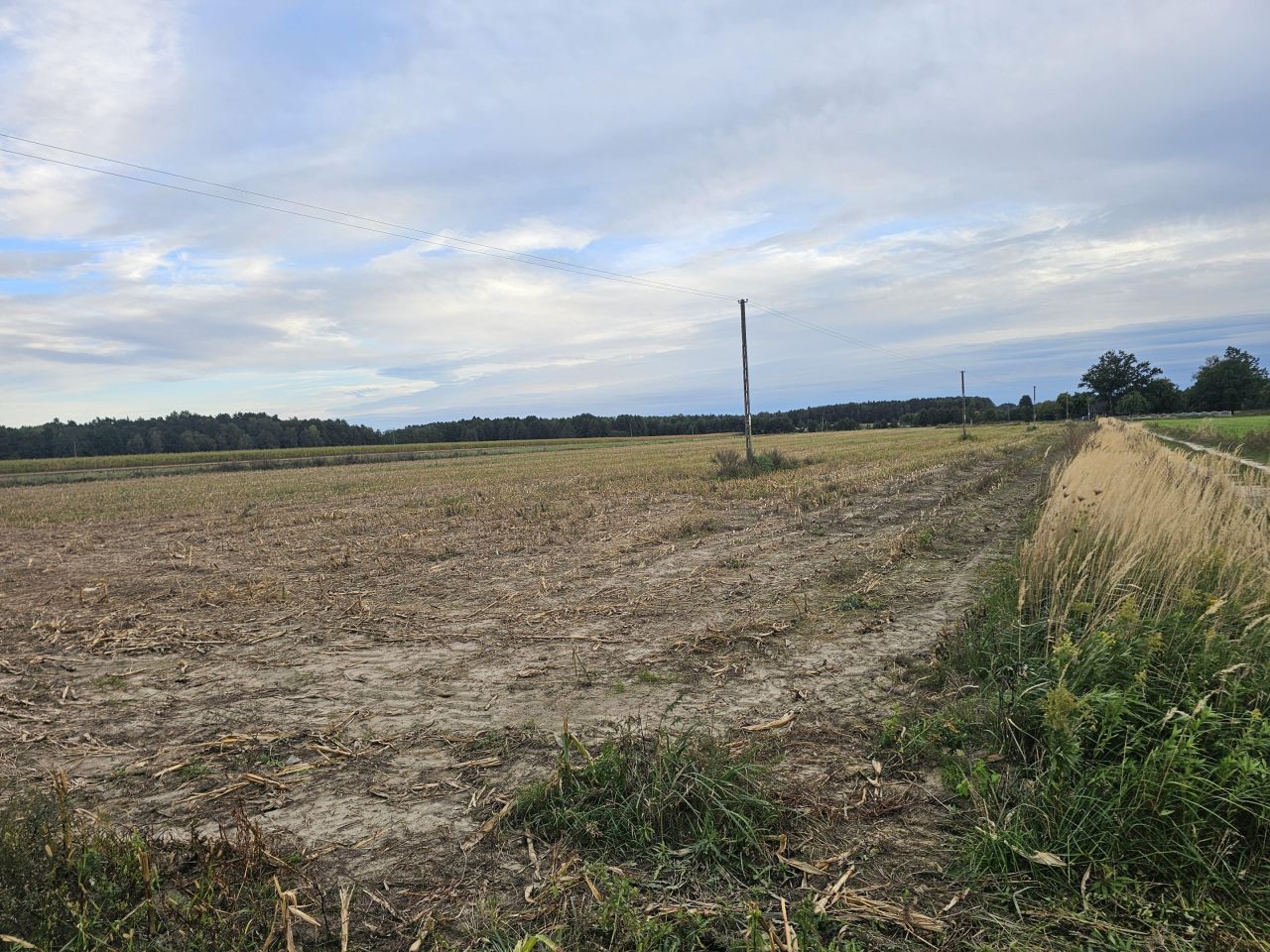 Działka rolna Chojny. Zdjęcie 4